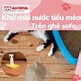 Mùi Nước Tiểu Mèo Như Thế Nào